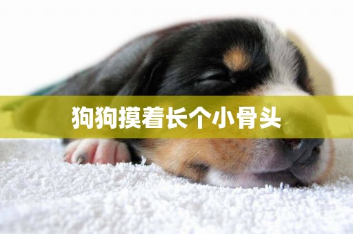 狗狗摸著長個小骨頭