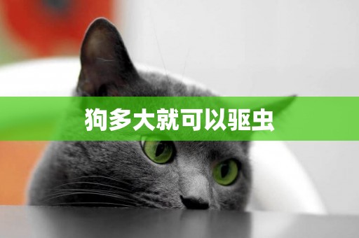 狗多大就可以驅蟲