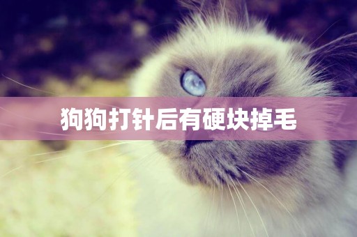 狗狗打針后有硬塊掉毛
