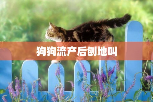 狗狗流產后刨地叫
