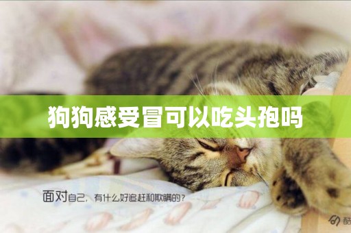 狗狗感受冒可以吃頭孢嗎