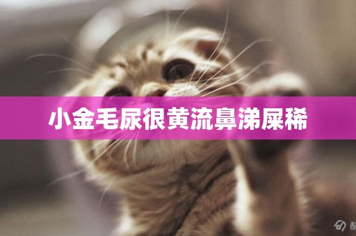 小金毛尿很黃流鼻涕屎稀