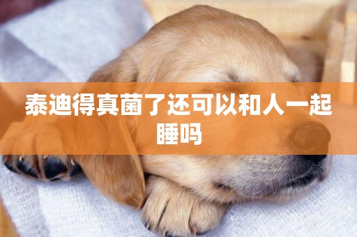 泰迪得真菌了還可以和人一起睡嗎