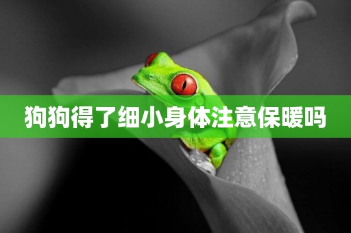 狗狗得了細小身體注意保暖嗎