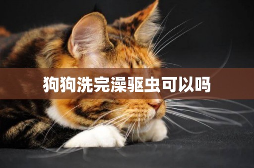 狗狗洗完澡驅蟲可以嗎
