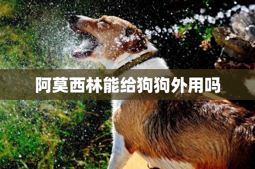 阿莫西林能給狗狗外用嗎