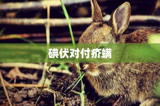 碘伏對付疥螨