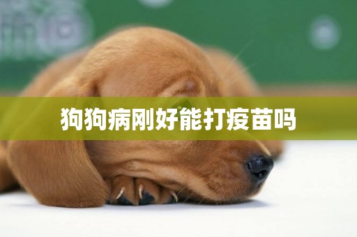 狗狗病剛好能打疫苗嗎