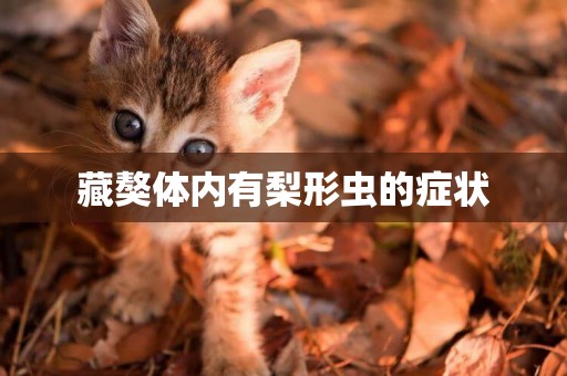 藏獒體內有梨形蟲的癥狀