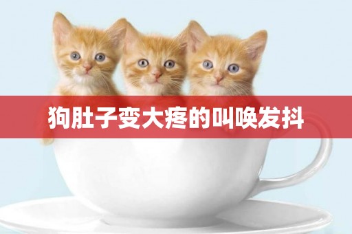 狗肚子變大疼的叫喚發抖