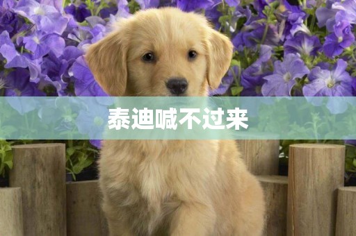 泰迪喊不過來