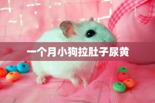 一個月小狗拉肚子尿黃
