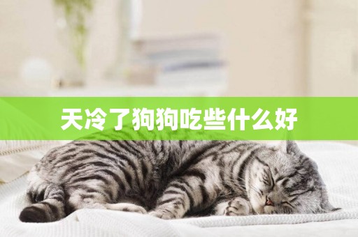 天冷了狗狗吃些什么好