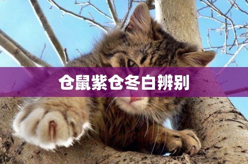 倉鼠紫倉冬白辨別