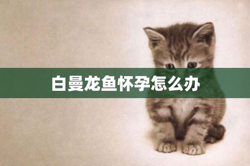 白曼龍魚懷孕怎么辦