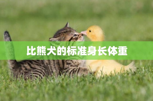 比熊犬的標準身長體重