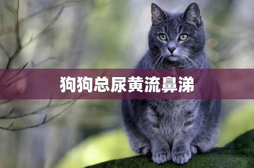 狗狗總尿黃流鼻涕