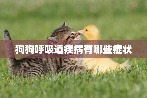 狗狗呼吸道疾病有哪些癥狀