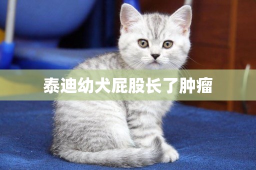 泰迪幼犬屁股長了腫瘤
