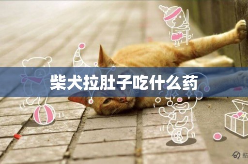 柴犬拉肚子吃什么藥