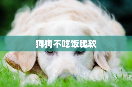 狗狗不吃飯腿軟