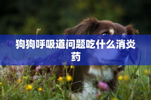 狗狗呼吸道問題吃什么消炎藥