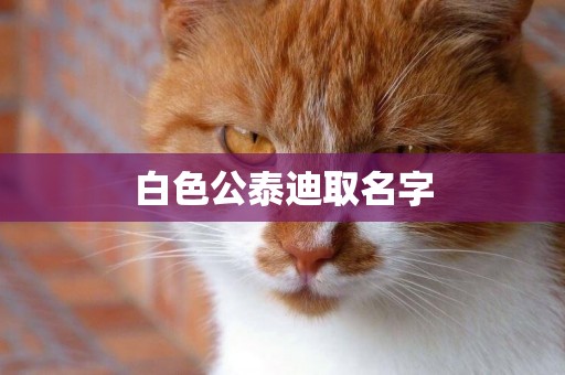 白色公泰迪取名字