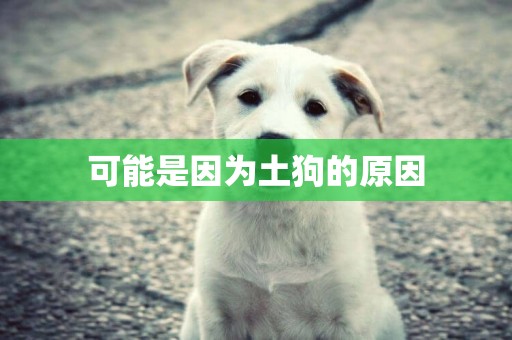 可能是因為土狗的原因