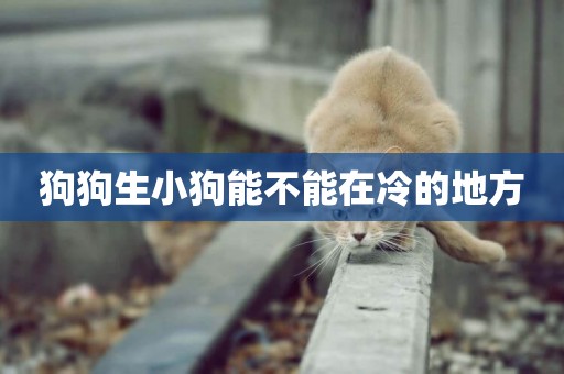狗狗生小狗能不能在冷的地方