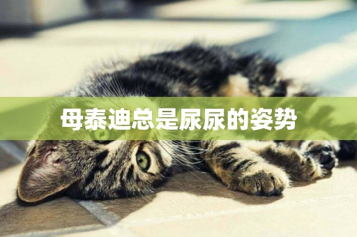 母泰迪總是尿尿的姿勢