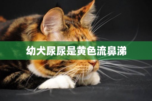 幼犬尿尿是黃色流鼻涕