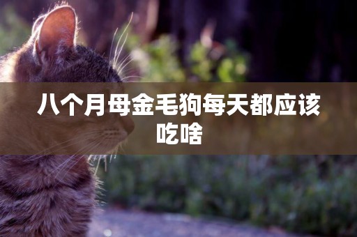 八個月母金毛狗每天都應該吃啥