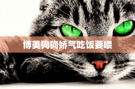 博美狗狗嬌氣吃飯要喂