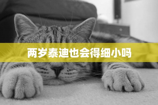 兩歲泰迪也會得細小嗎