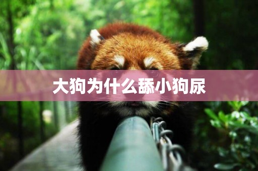 大狗為什么舔小狗尿