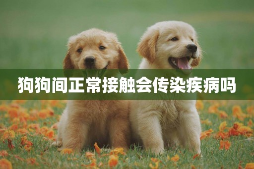 狗狗間正常接觸會傳染疾病嗎