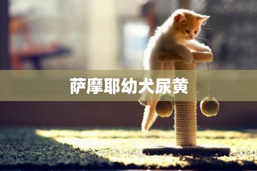 薩摩耶幼犬尿黃