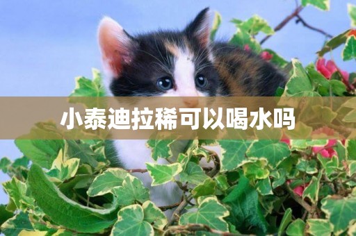 小泰迪拉稀可以喝水嗎