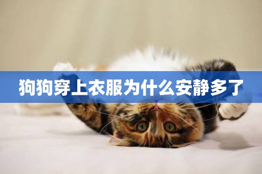 狗狗穿上衣服為什么安靜多了