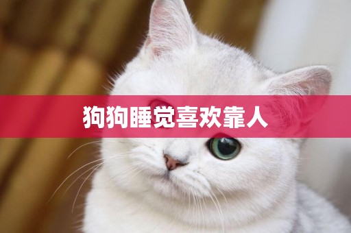 狗狗睡覺喜歡靠人