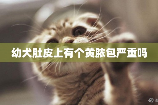 幼犬肚皮上有個黃膿包嚴重嗎