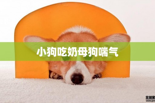 小狗吃奶母狗喘氣