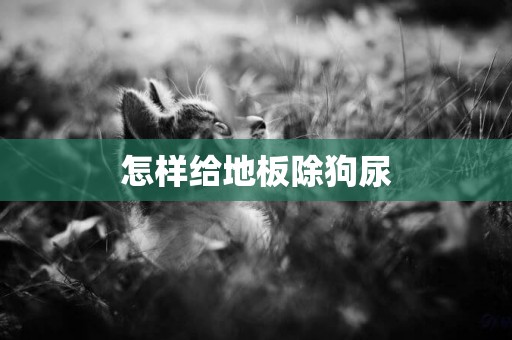 怎樣給地板除狗尿