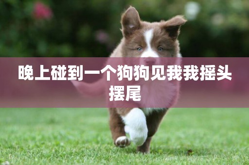 晚上碰到一個狗狗見我我搖頭擺尾