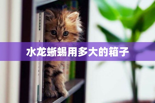 水龍蜥蜴用多大的箱子