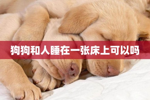 狗狗和人睡在一張床上可以嗎