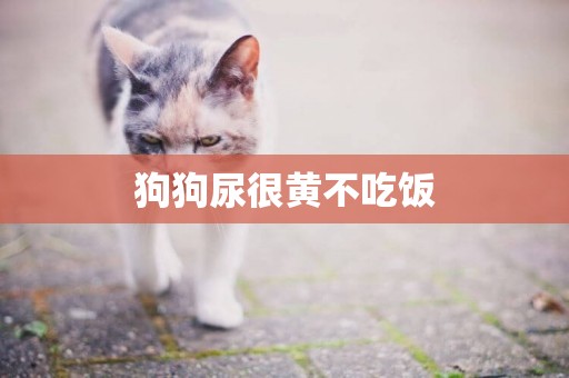 狗狗尿很黃不吃飯