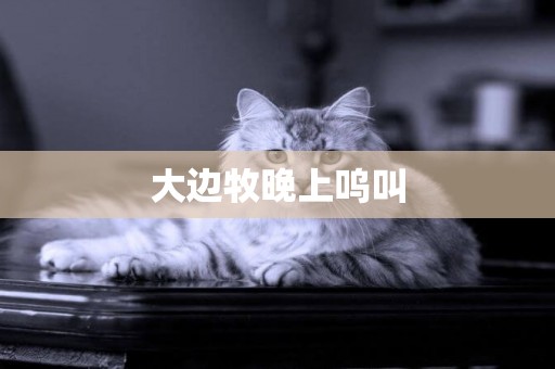 大邊牧晚上嗚叫
