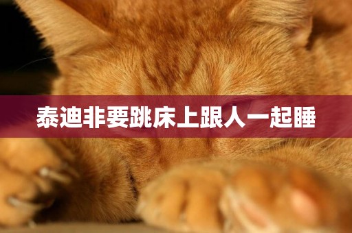 泰迪非要跳床上跟人一起睡