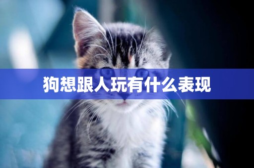 狗想跟人玩有什么表現